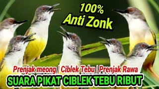 Suara Pikat Prenjak Tebu Ribut |  Suara Pikat Ciblek Tebu Betina Memanggil Jantan