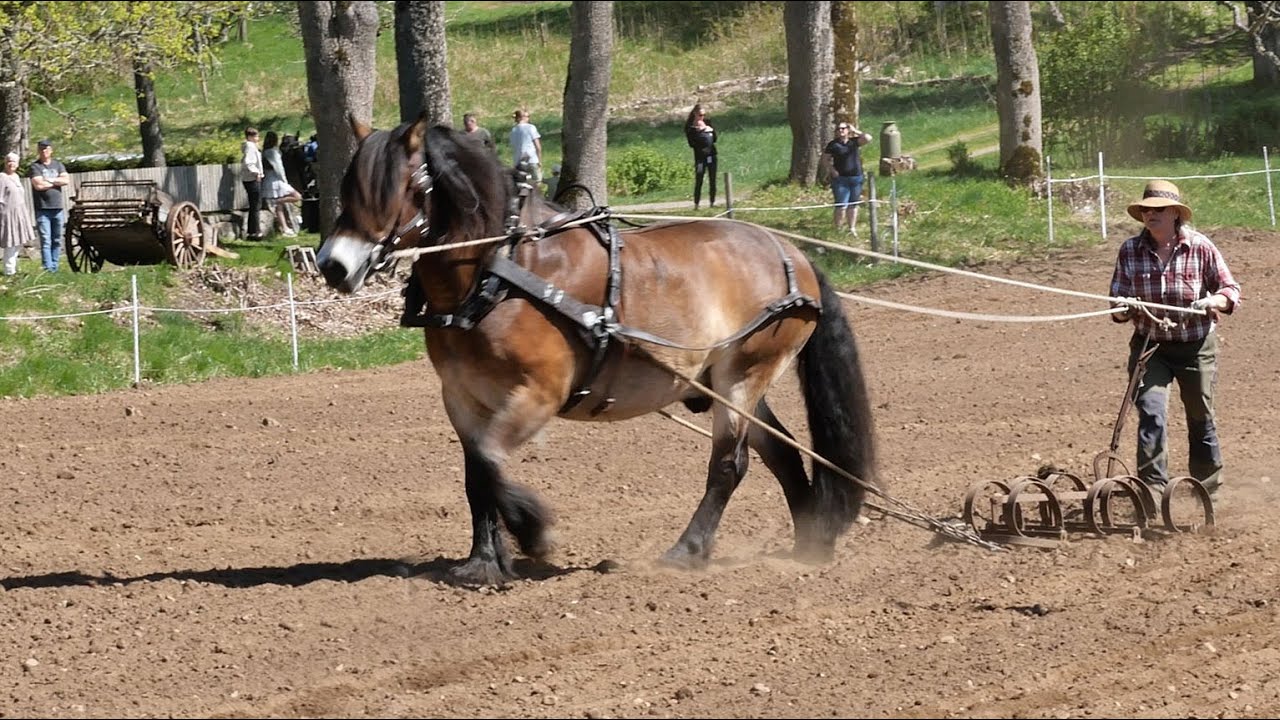 Vårbrukardag med Nordsvenska Hästen på gammalt vis