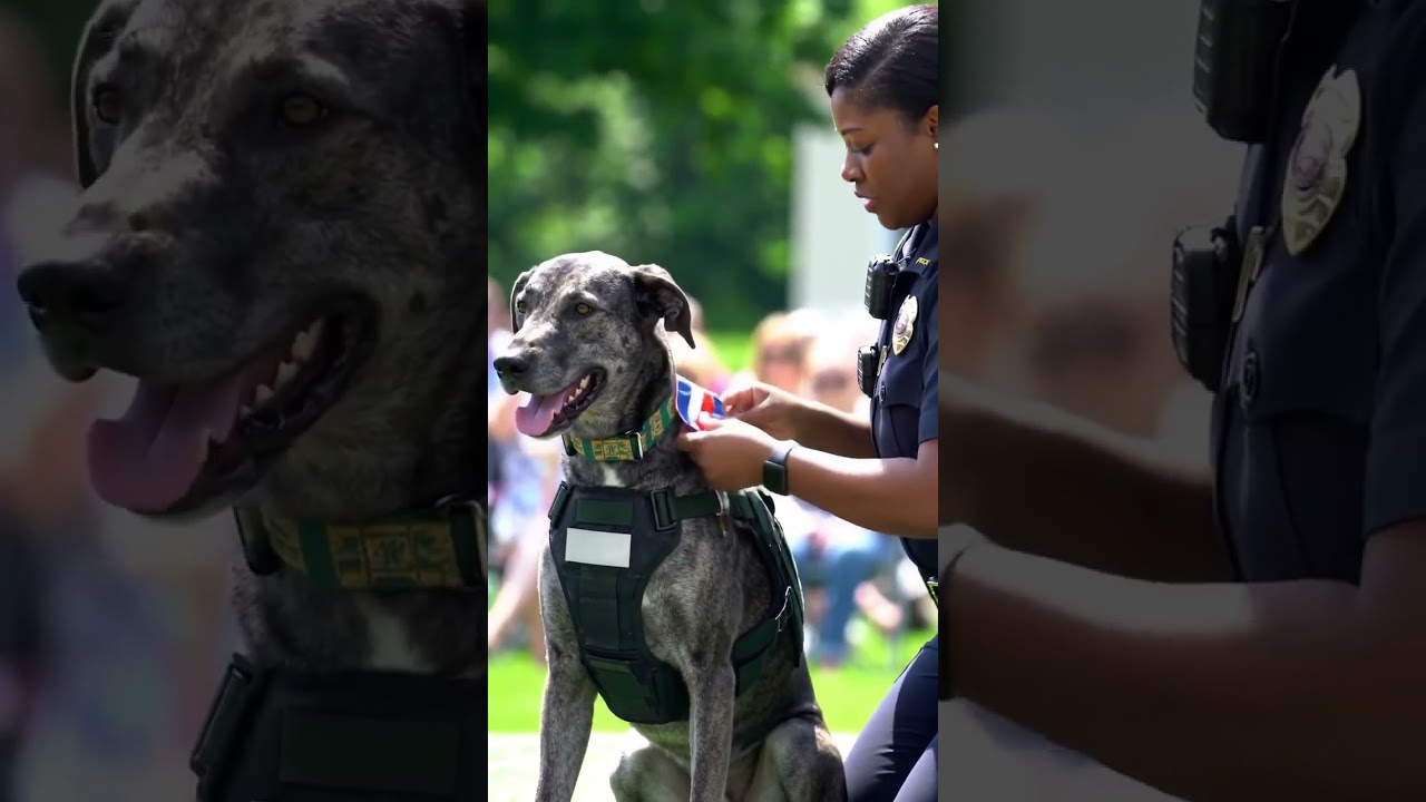 A Mountain Cur in a tactical vest sitting proudly as an officer presents it with a medal of honor