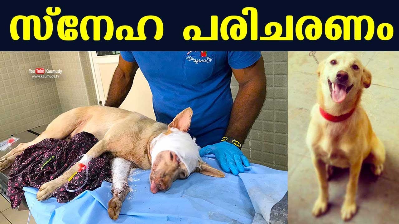 Suresh and Sooraj take injured pet dog to Kottayam hospital YouTube
