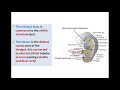 Introduction to Development of GUT Tube - Dr. Ahmed Farid