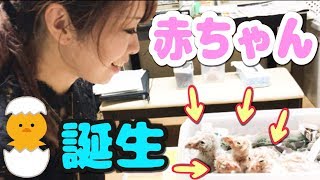 待望の赤ちゃん誕生！！メンフクロウのヒナと対面したよ！