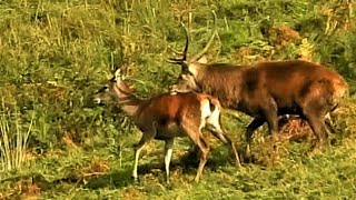 The Social & Reproductive Behaviour Of Deer In Their Natural Habitat Red Deer Rut 2021