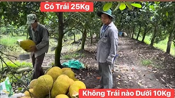 Cắt mít ruột đỏ toàn trái khủng không trái nào dưới 10 kg