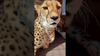 The cheetah purrs very loudly