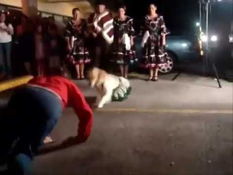 Vídeo: Como Ensinar Um Cachorro A Dançar