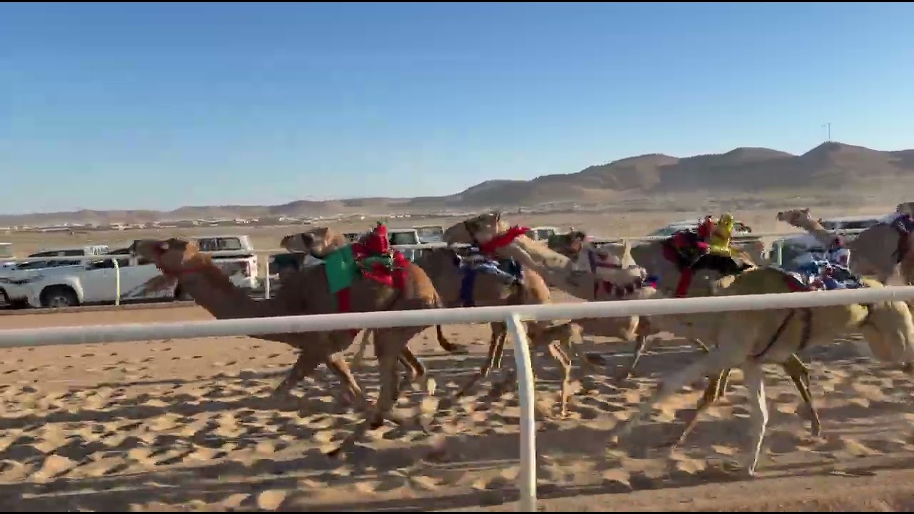 الشوط التاسع | بكار مفاريد | نوف | عطالله بن نافع البلوي | 2:12