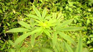 Grow Update: Outdoor
