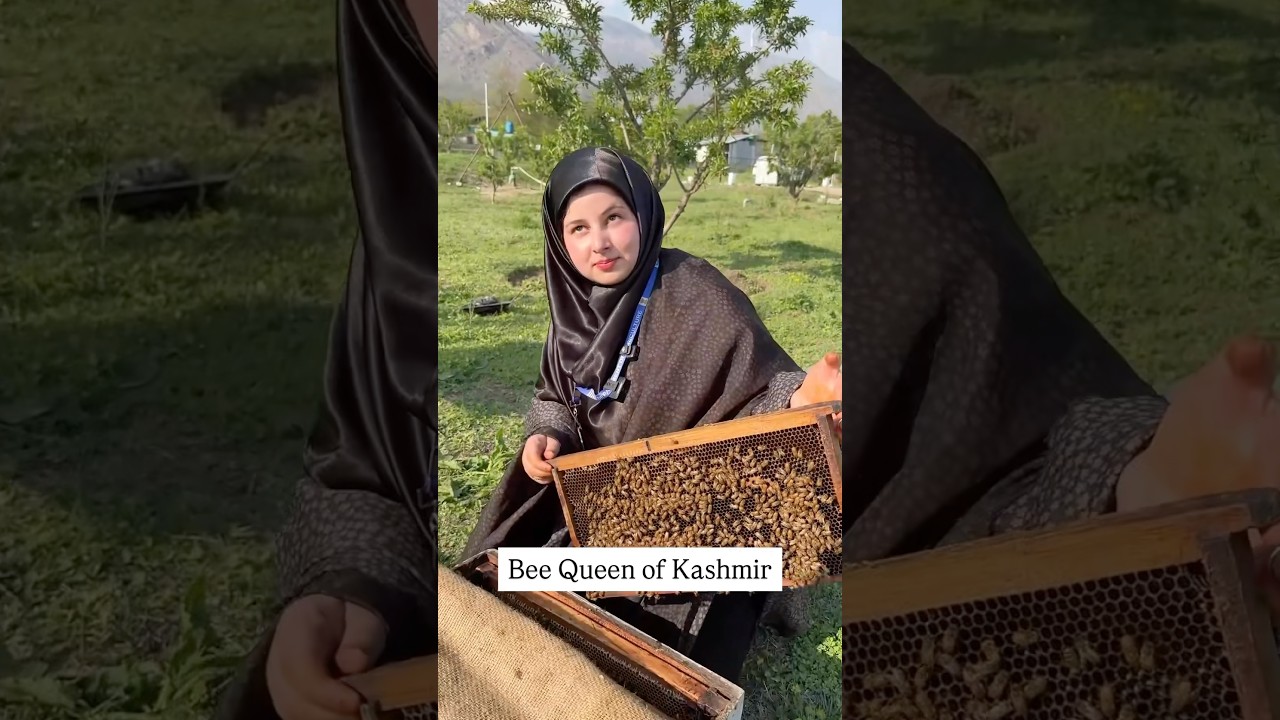 Kashmiri Bee Queen Farming Pure Honey in Kashmir 