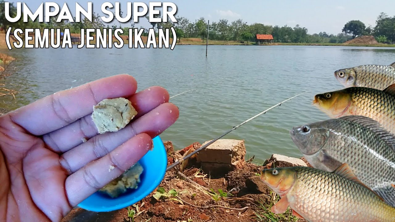 UMPAN SUPER (PALING JITU, SEMUA IKAN SUKA) SIAP TANDING!! 