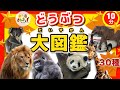 【どうぶつ大集合！】どうぶつ大図鑑★動物園にいる30種類の動物がが集合したよ！ぞう キリン パンダ など動物の名前を覚えよう◎【子供向け動物アニメ】