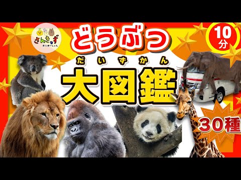 どうぶつ大集合！】どうぶつ大図鑑☆動物園にいる30種類の動物が