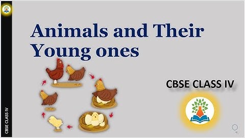 CBSE |NCERT|CLASS IV | Science | Animals and Their Young ones