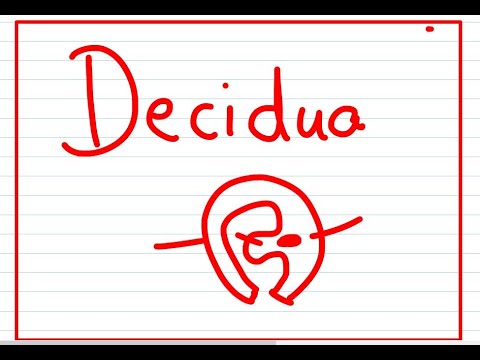 Video: Kas yra Decidual plokštelė?