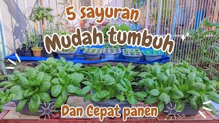 5 Types of Hydroponic Vegetables for Beginners 5 Types of Hydroponic Vegetables for Beginners