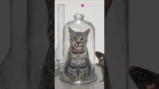 The Great Cheese Chase: Cat Vs.Mouse!