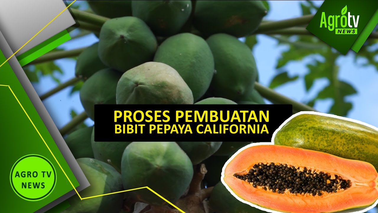 PROSES PEMBUATAN BIBIT PEPAYA CALIFORNIA