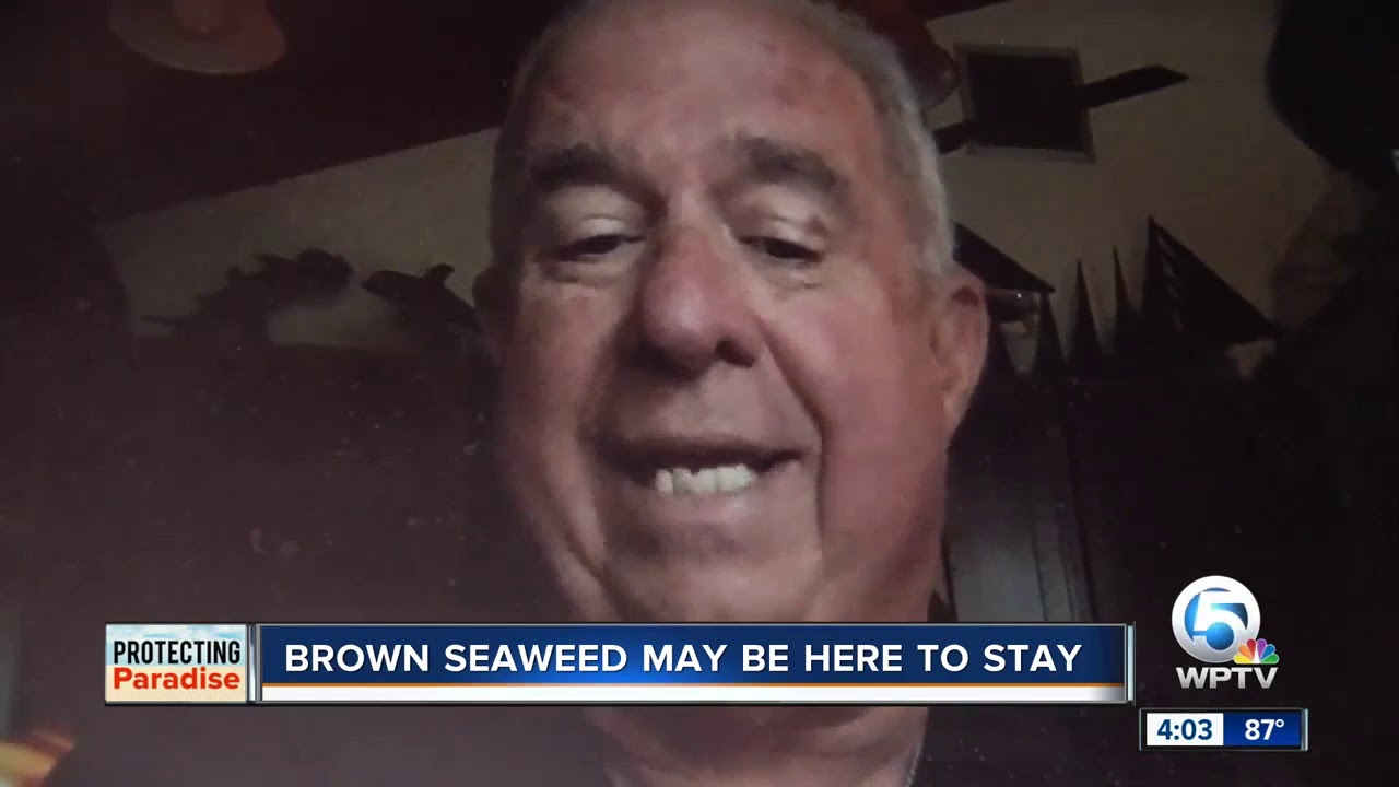 vero beach weather Brown seaweed may be here to stay