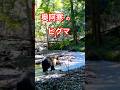 奥阿寒のヒグマ#北海道#ひぐま#ヒグマ#熊#クマ#くま#野生動物#野生#自然#animals#bear#wildlife#トレイルカメラ#狩猟#ハンティング#駆除#有害鳥獣駆除#十勝#阿寒湖#羆