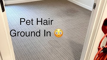 Oreck Orbiter Simple Deep Carpet Cleaning