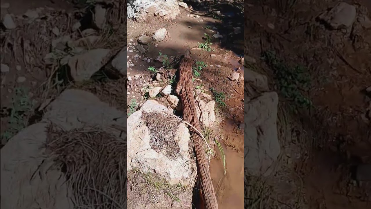 Walked 35 miles. Alamo canyon to Westside 90 road 