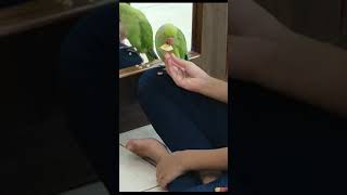 My parrot eating apple on my knee