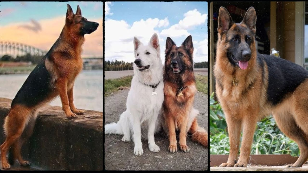 How To Be Friendly With Your Favourite Pet Training Tips For A Well how-to-be-friendly-with-your-favourite-pet-training-tips-for-a-well