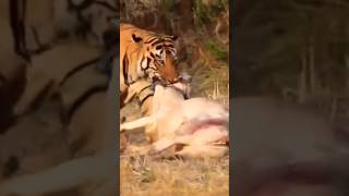 kill in caw tiger in Tadoba #shortsfeed #worldwildlifeday #trendingshorts #trending