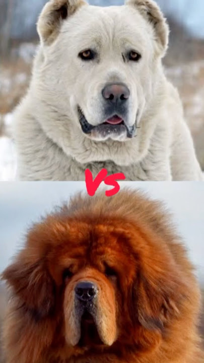 Rottweiler vs bull mastiff vs akbash vs Tibetan mastiff vs kangal #ytshorts