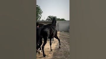 Thumbnail of #song #music #coversong #bollywood #animalsong #animals #horse 🐎🐎🐎🐎🐎🐎🐎🐎