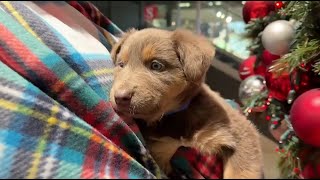 Animal experts warn against impulse pet gifts this Christmas