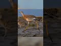 Against All Odds: 99-Day Wild Survival Journey of a Newborn Bustard Chick