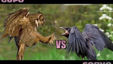 Chi è più veloce l'aquila o il falco?