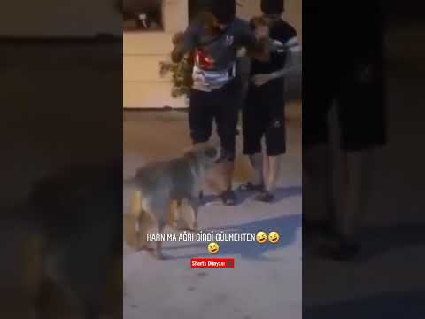 Hepimiz kardeşiz bu öfke ne diye 😅 köpek saldırınca şarkıya girdi 😅 #shorts #keşfet #komikvideolar