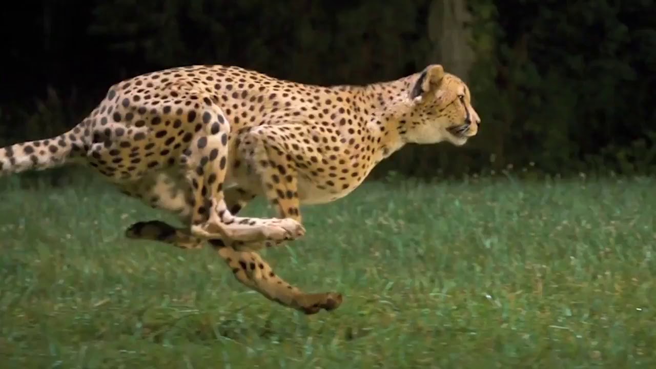 cheetah running full speed - YouTube