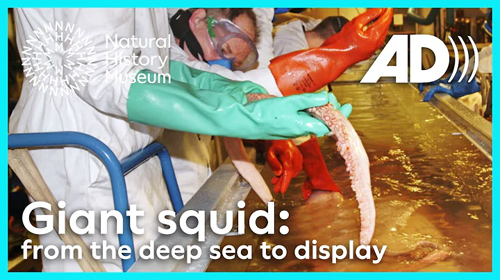 Giant squid: from the deep sea to display (Audio Described)
