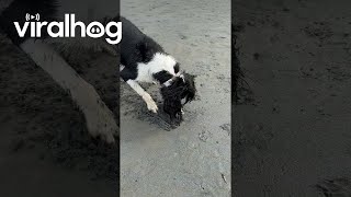 Springer Spaniel Discovers Clams at the Beach || ViralHog