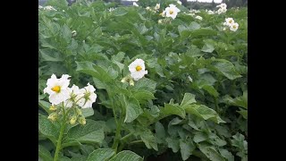 Посадка картофеля. Вносим удобрение. Посадили 11 апреля. Potato cultivation.