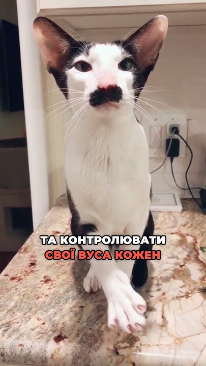 Цікаві факти про котячі вуса #котики #цікавіфакти - YouTube