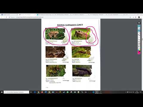 Video: Ripikonnat puutarhassa - Kuinka houkutella rupikonnat - Puutarhanhoitoosaaminen