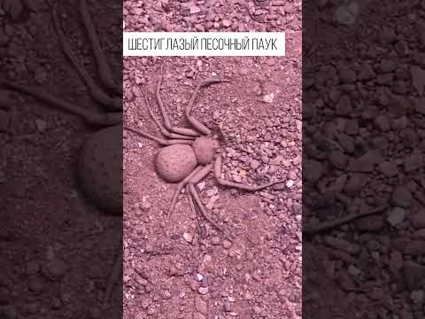 Одно из опаснейших существ на планете. Шестиглазый песочный паук