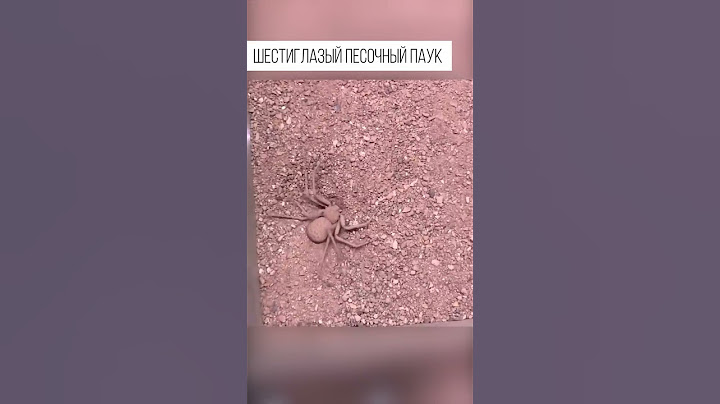 One of the most dangerous creatures on the planet. Six-Eyed Sand Spider