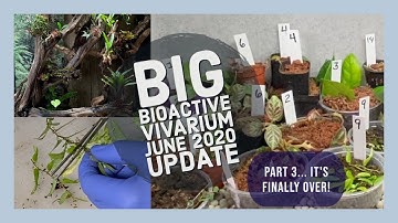Bioactive Vivarium - June Update (pt 3)