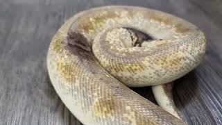 Paradox ball python!!