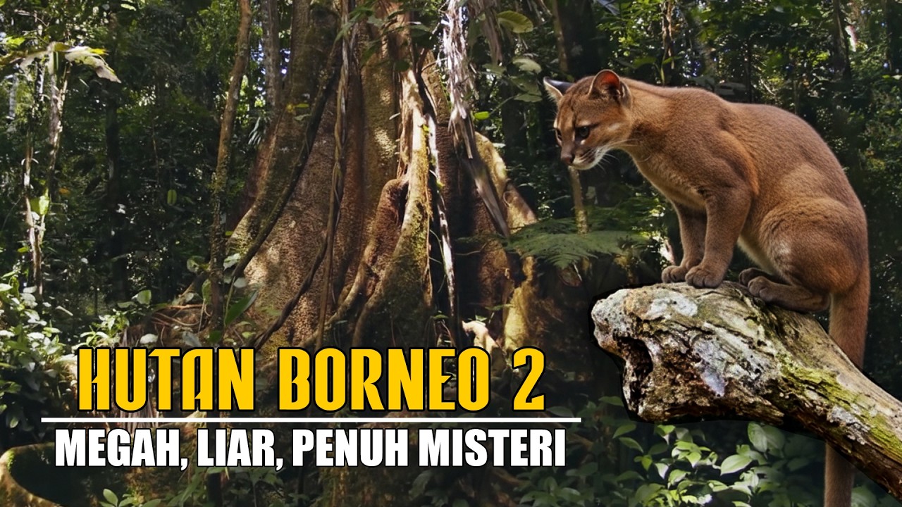 Hutan Borneo Kalimantan!!! Megah, Liar, Dan Penuh Misteri