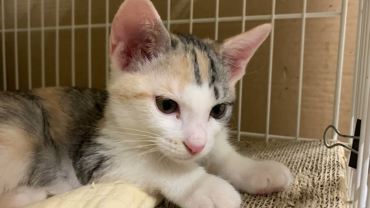 Attic Quartet [Rescue Cat House Diary] - YouTube