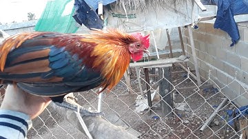 ไก่ป่าน้ำ1-qaib qus tom 1..โทร:0302281162whatsapp02052153089