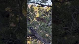 DRY GROUND MOUNTAIN LION TREED! #treedogs #coonhound #plott #walker #puma #dryground #coldtrail #cat