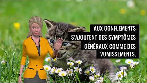 Comment Soigner Un Chat Qui S Est Fait Piquer Par Une Guepe