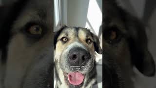 Smuckers’ breed (for everyone asking)